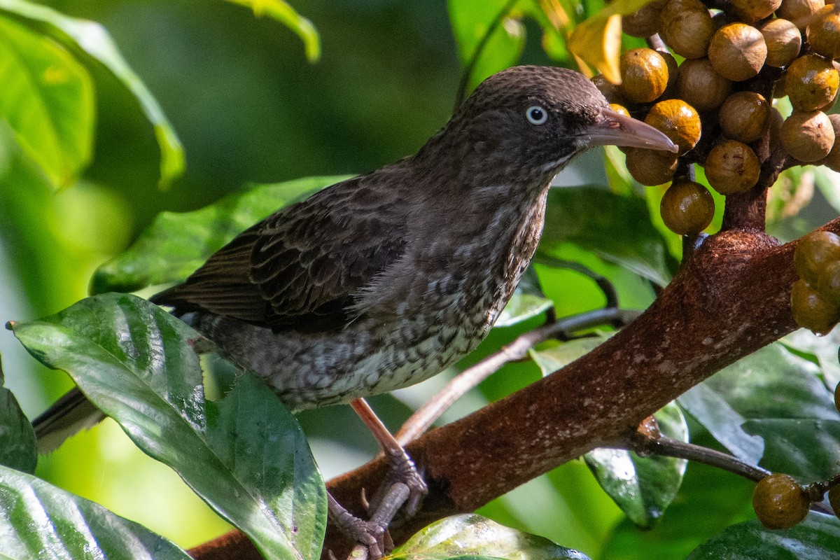 Pearly-eyed Thrasher - ML637982065