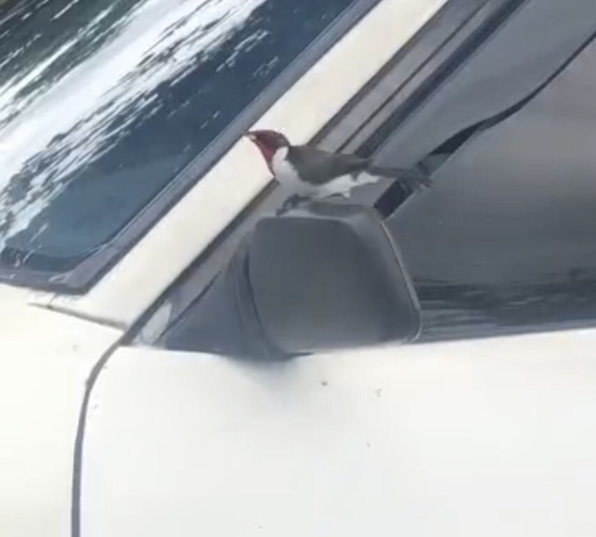 Masked Cardinal - ML637982068