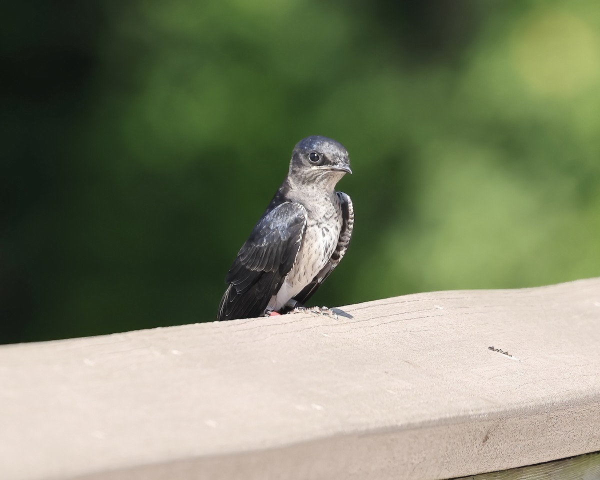 Purple Martin - ML637982079