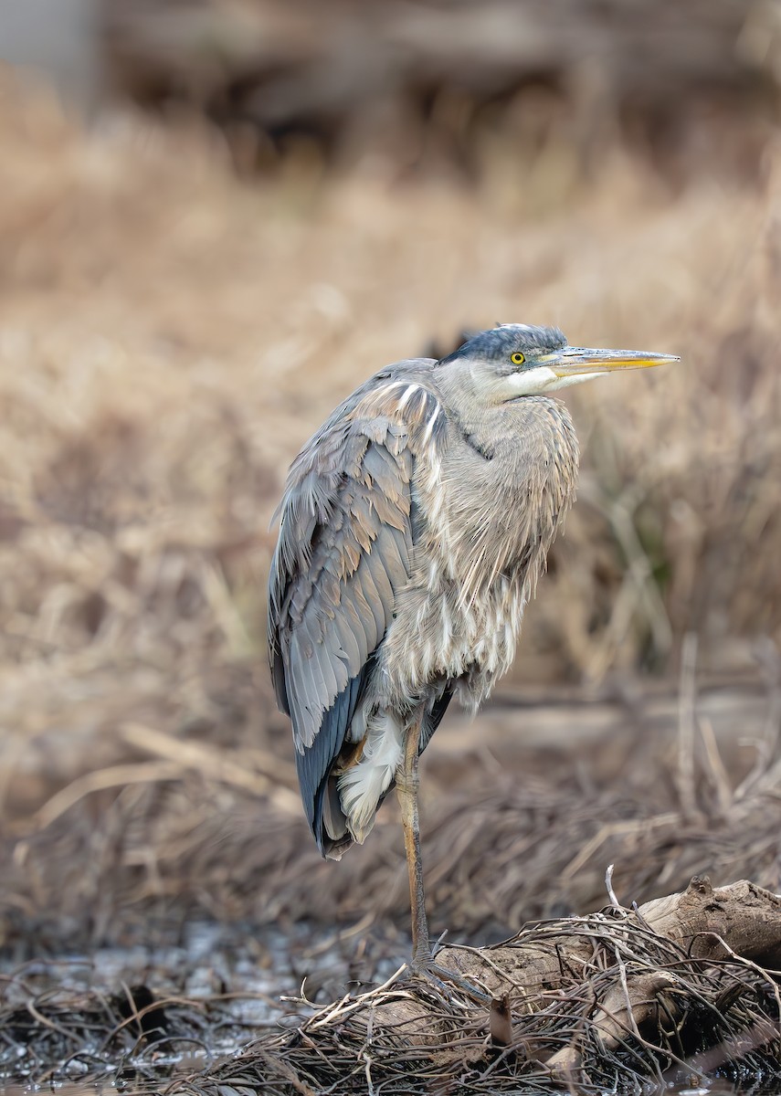 Great Blue Heron (Great Blue) - ML637982086