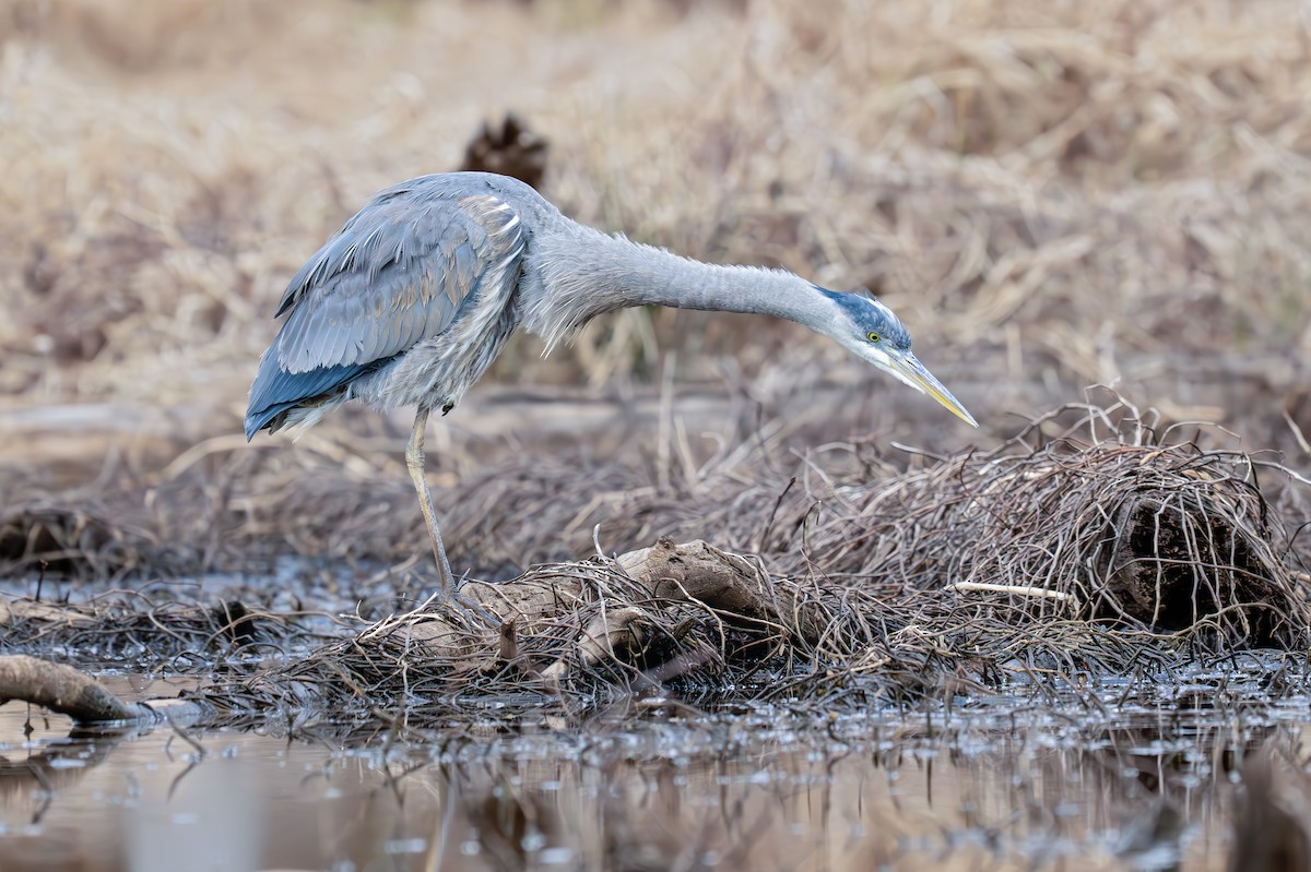 Great Blue Heron (Great Blue) - ML637982087