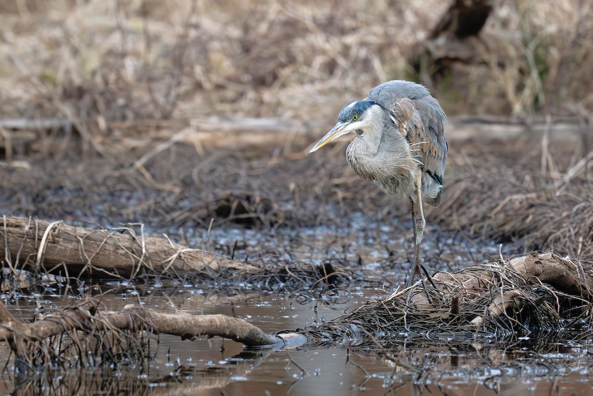 Great Blue Heron (Great Blue) - ML637982088
