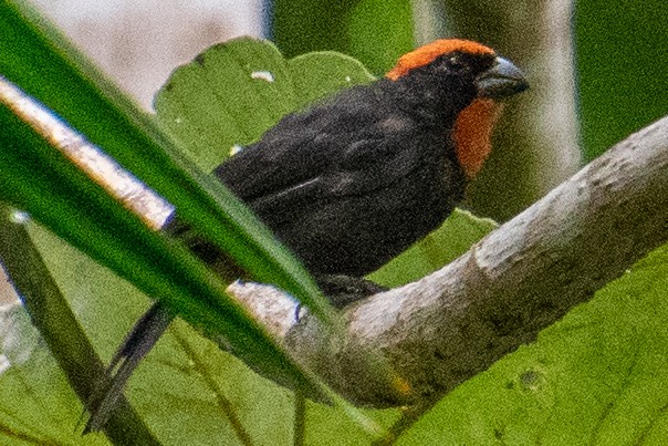 Puerto Rican Bullfinch - ML637982092