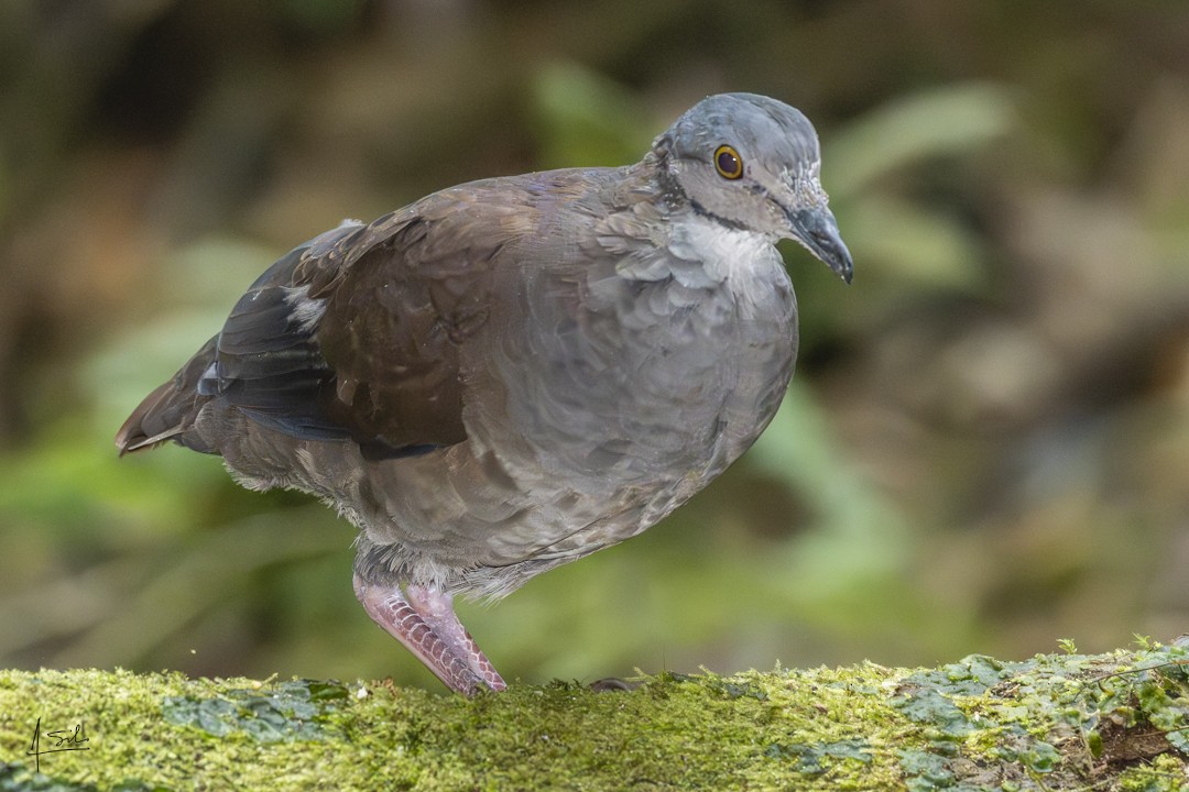 White-throated Quail-Dove - ML637982106