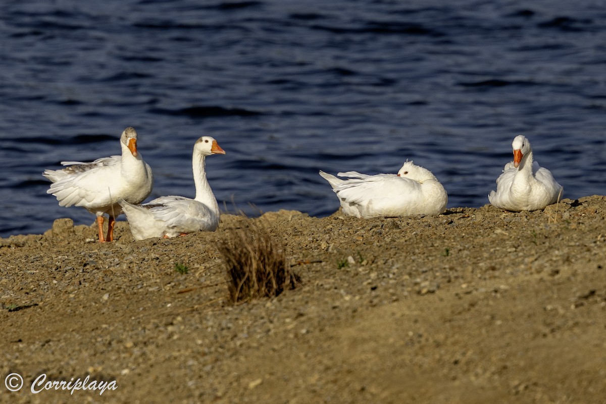 Graylag Goose (Domestic type) - ML637982119