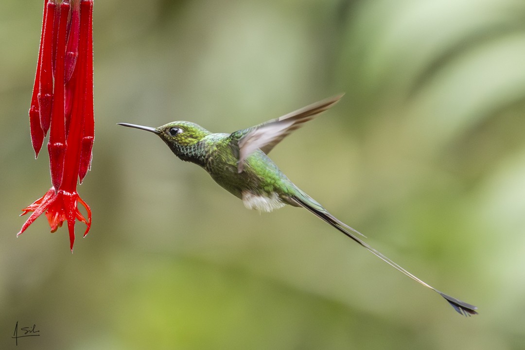 White-booted Racket-tail - ML637982150