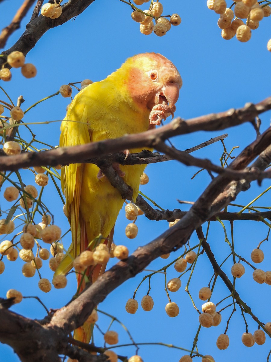 Blue-crowned Parakeet - ML637982233