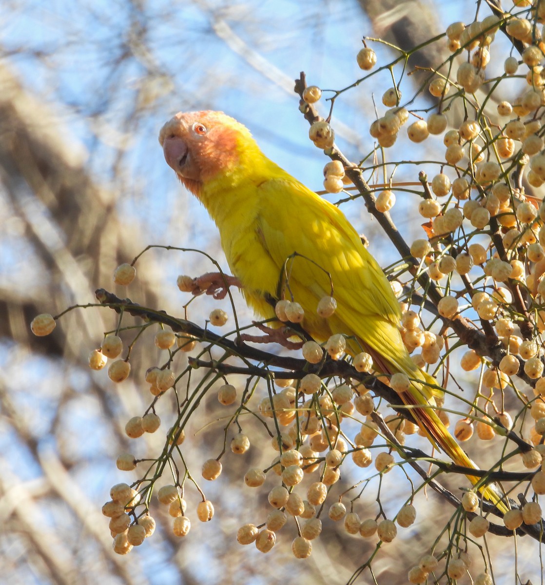 Blue-crowned Parakeet - ML637982234