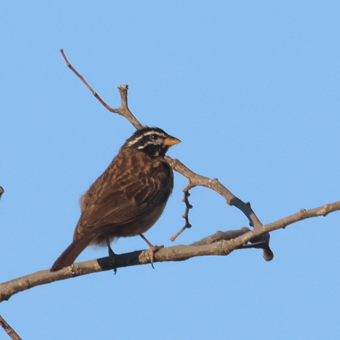 Cinnamon-breasted Bunting - ML637982321