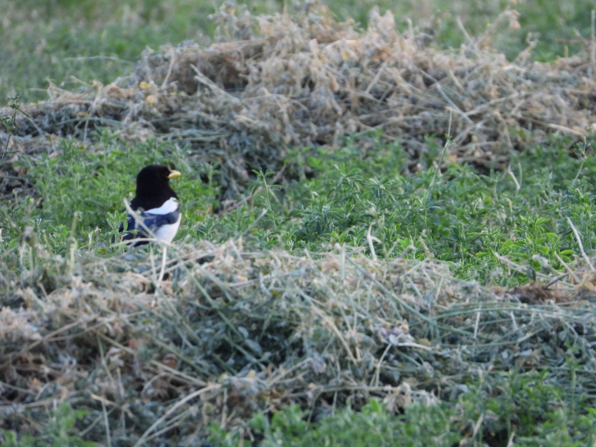 Yellow-billed Magpie - ML637982325