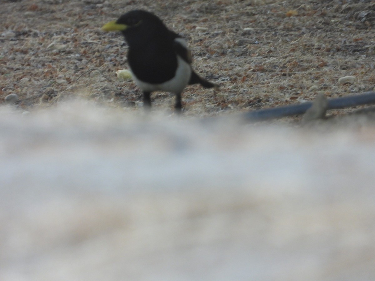 Yellow-billed Magpie - ML637982335