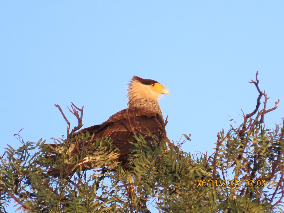 Crested Caracara (Southern) - ML637982336