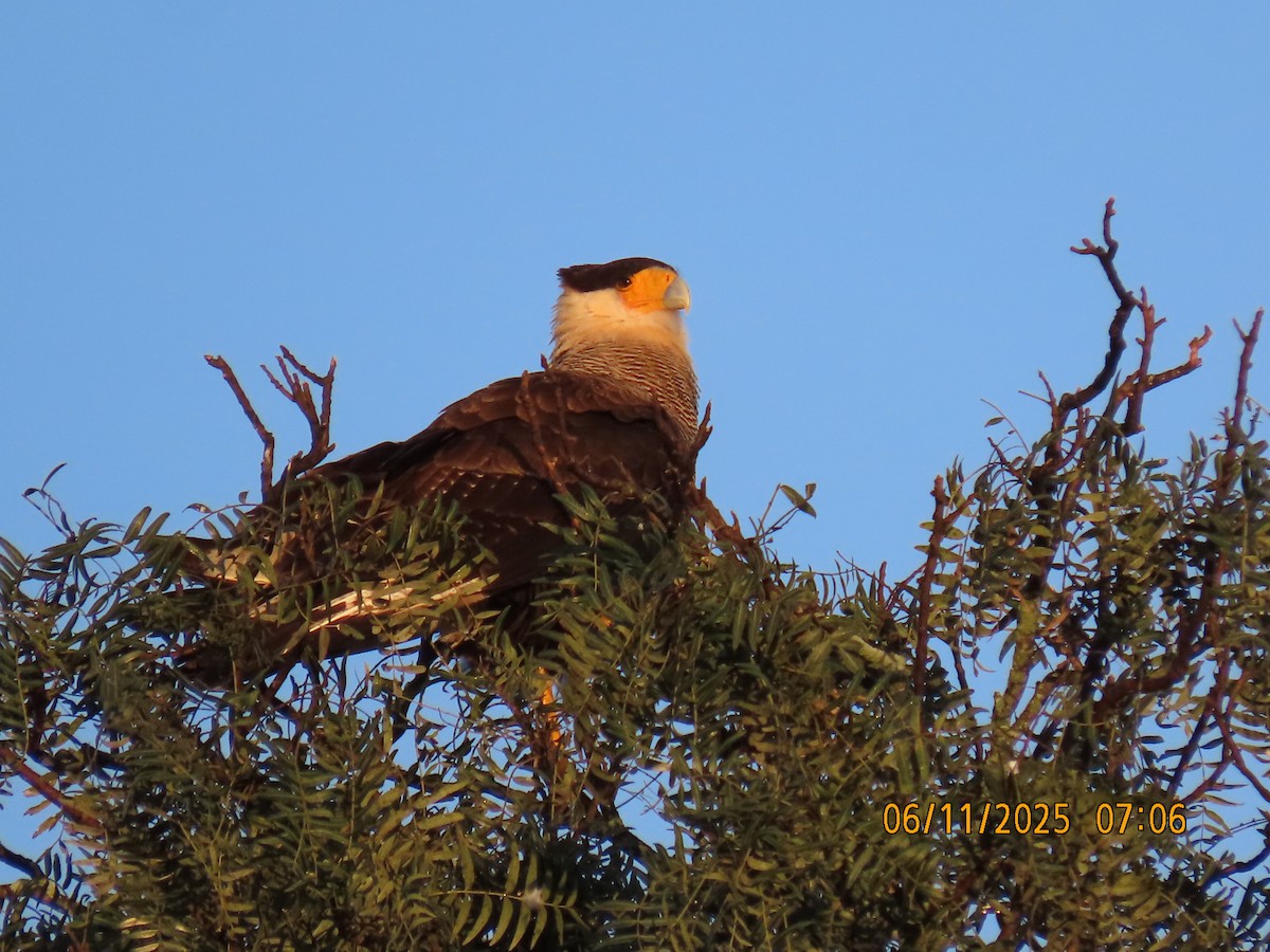 Crested Caracara (Southern) - ML637982339