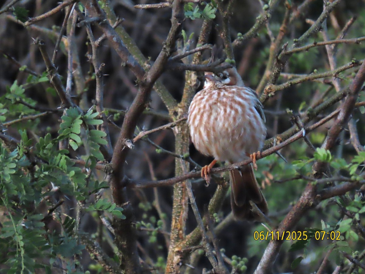 Chacobuschläufer - ML637982400