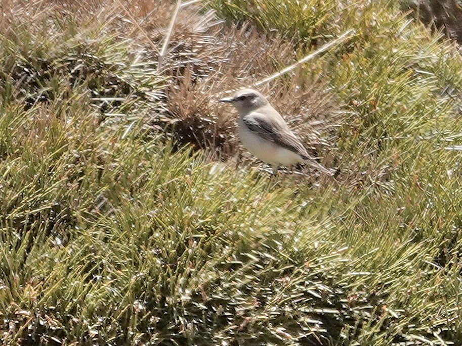 Atlas Wheatear - ML637982415