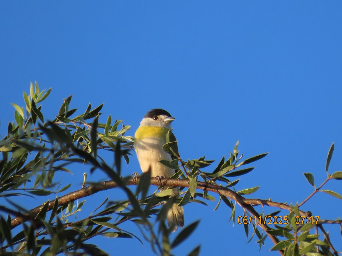Green-backed Becard (Green-backed) - ML637982467
