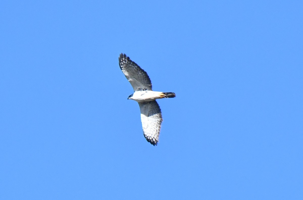 Black Goshawk - ML637982486