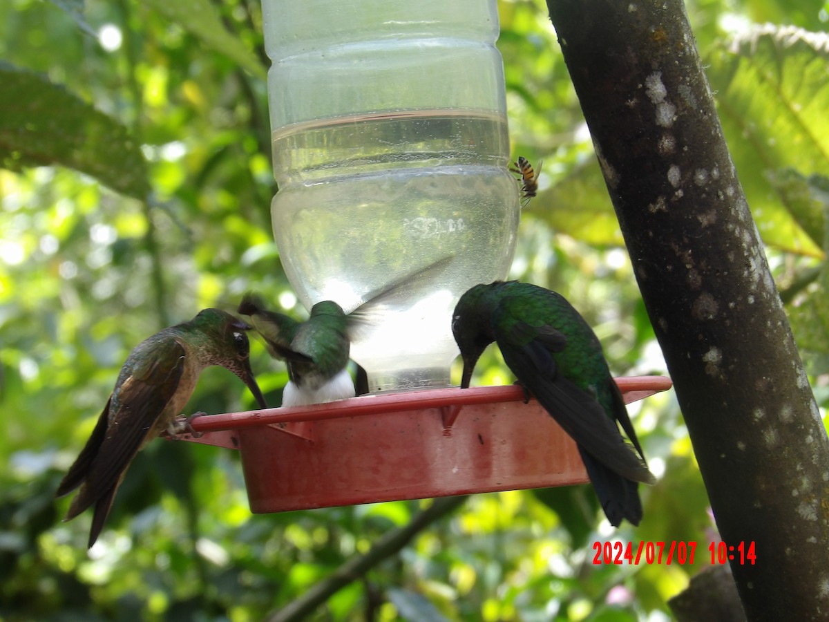 Fawn-breasted Brilliant - ML637982535