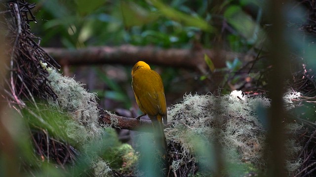 Golden Bowerbird - ML637982540