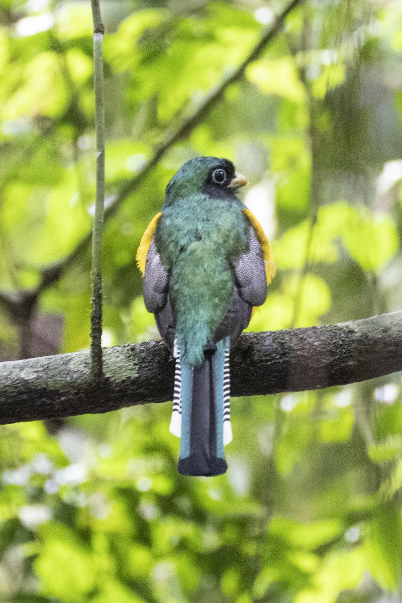 Northern Black-throated Trogon - ML637982556