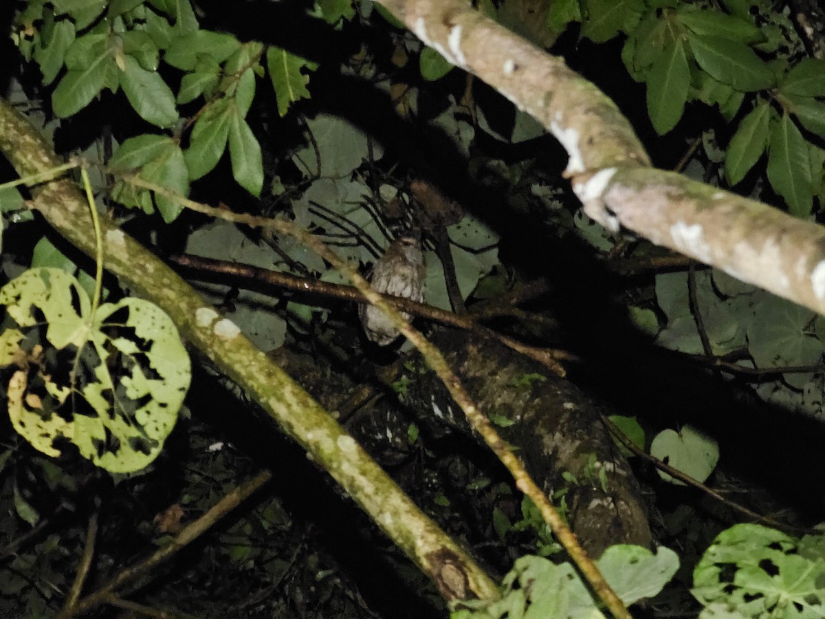 Puerto Rican Owl - ML637982646