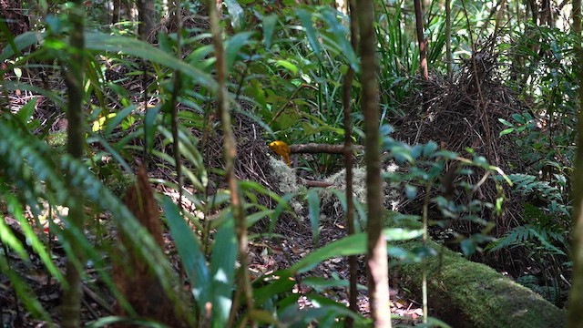 Golden Bowerbird - ML637982658