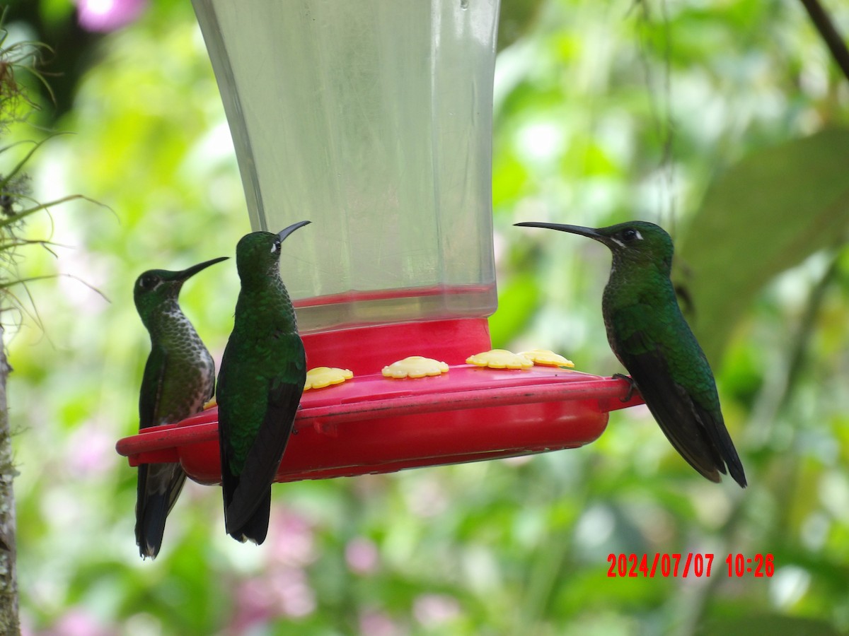 Green-crowned Brilliant - ML637982661
