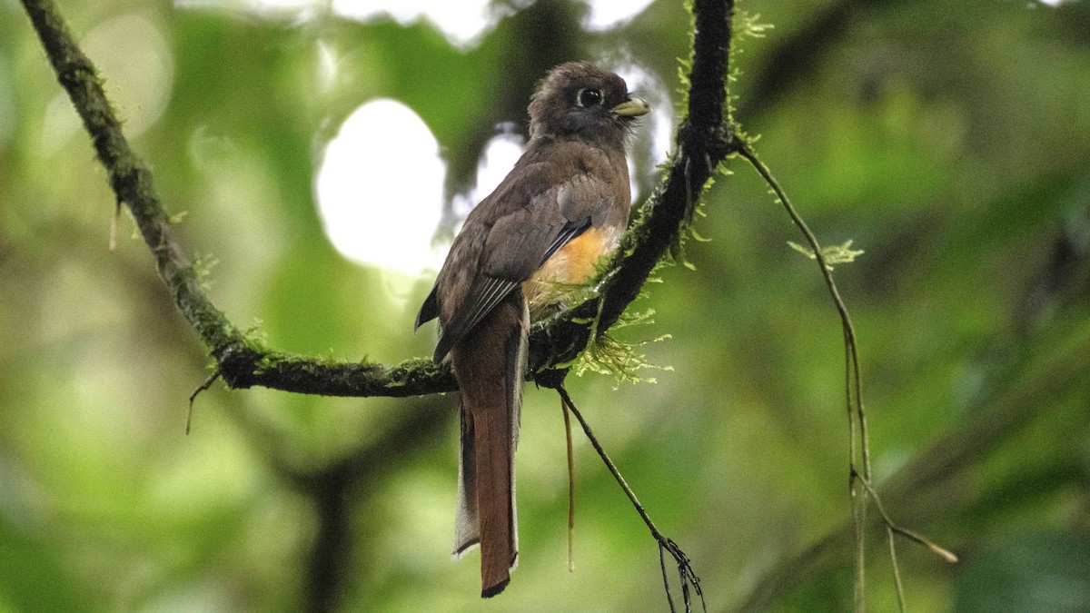 Collared Trogon (Orange-bellied) - ML637982693