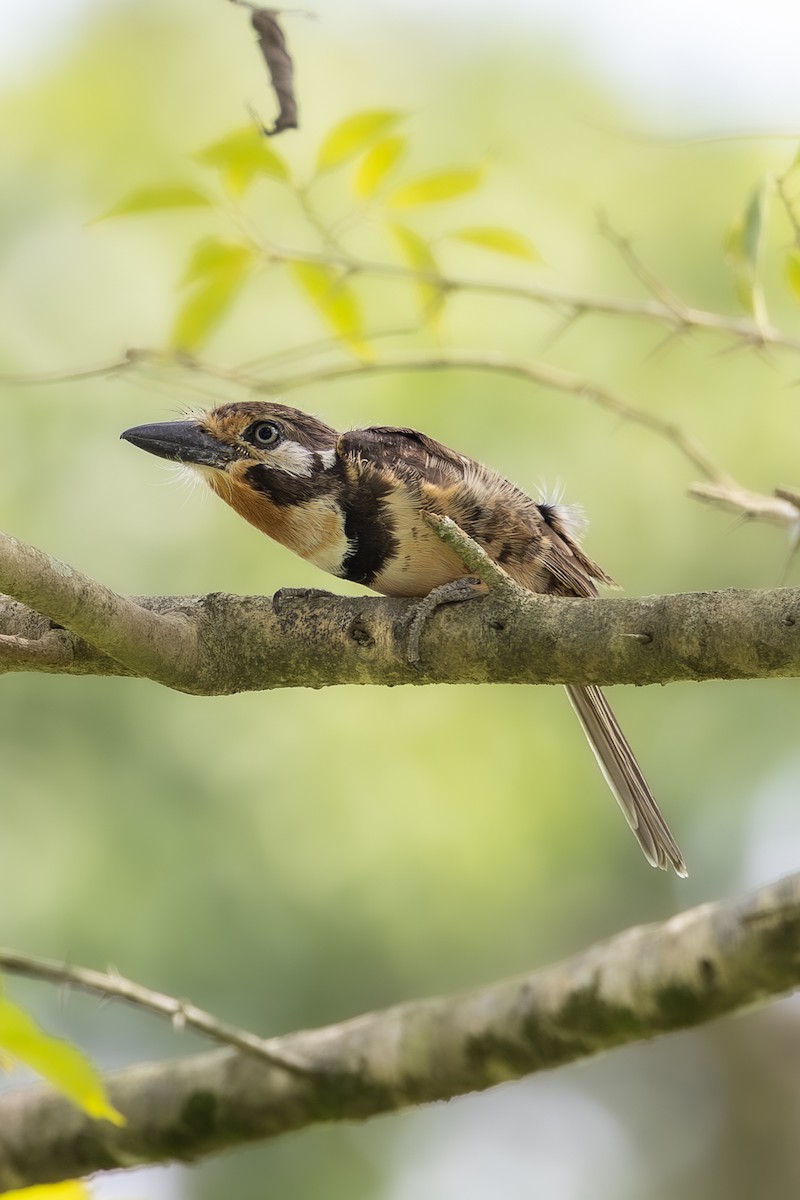 Russet-throated Puffbird - ML637982703