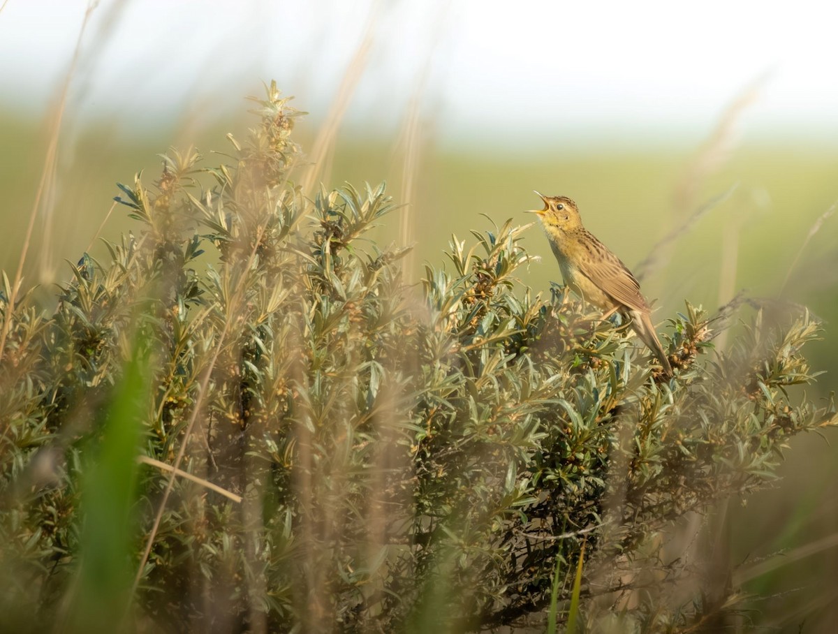 Common Grasshopper Warbler - ML637982704