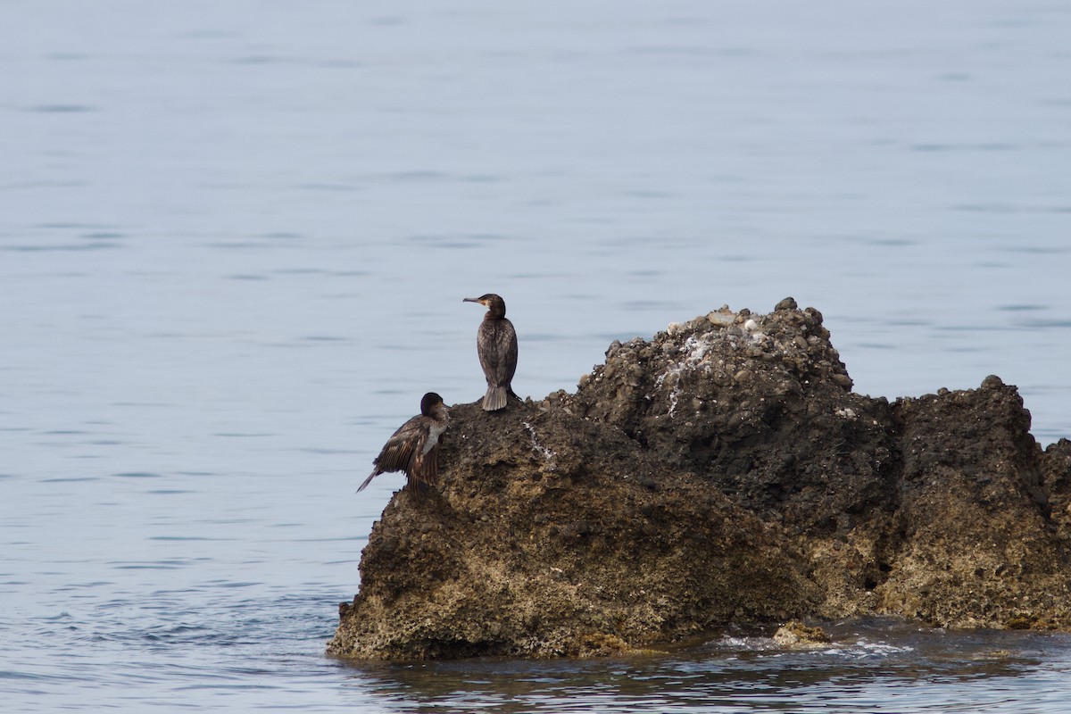 kormorán velký - ML637982715