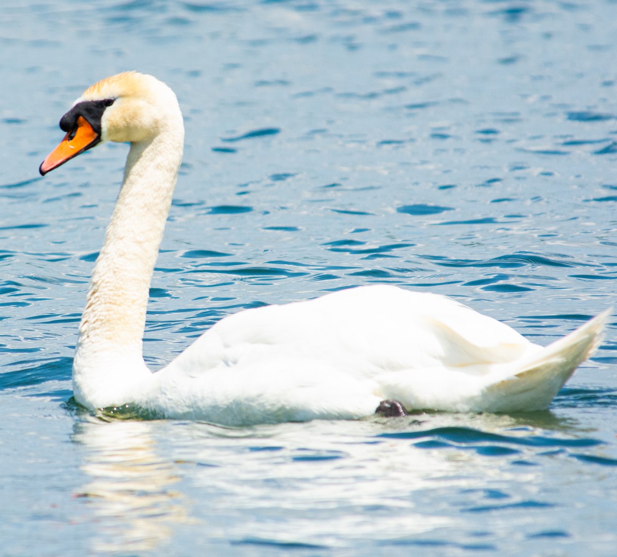 Mute Swan - ML637982716