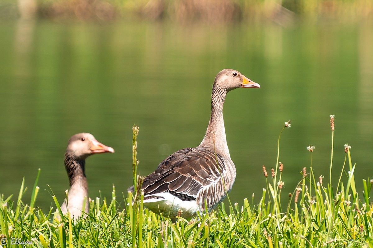 Graylag Goose - ML637982723