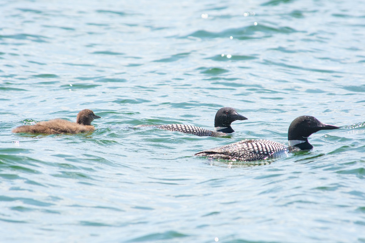 Common Loon - ML637982727