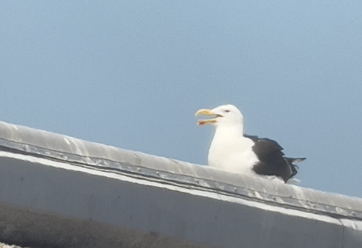 Kelp Gull - ML637982728