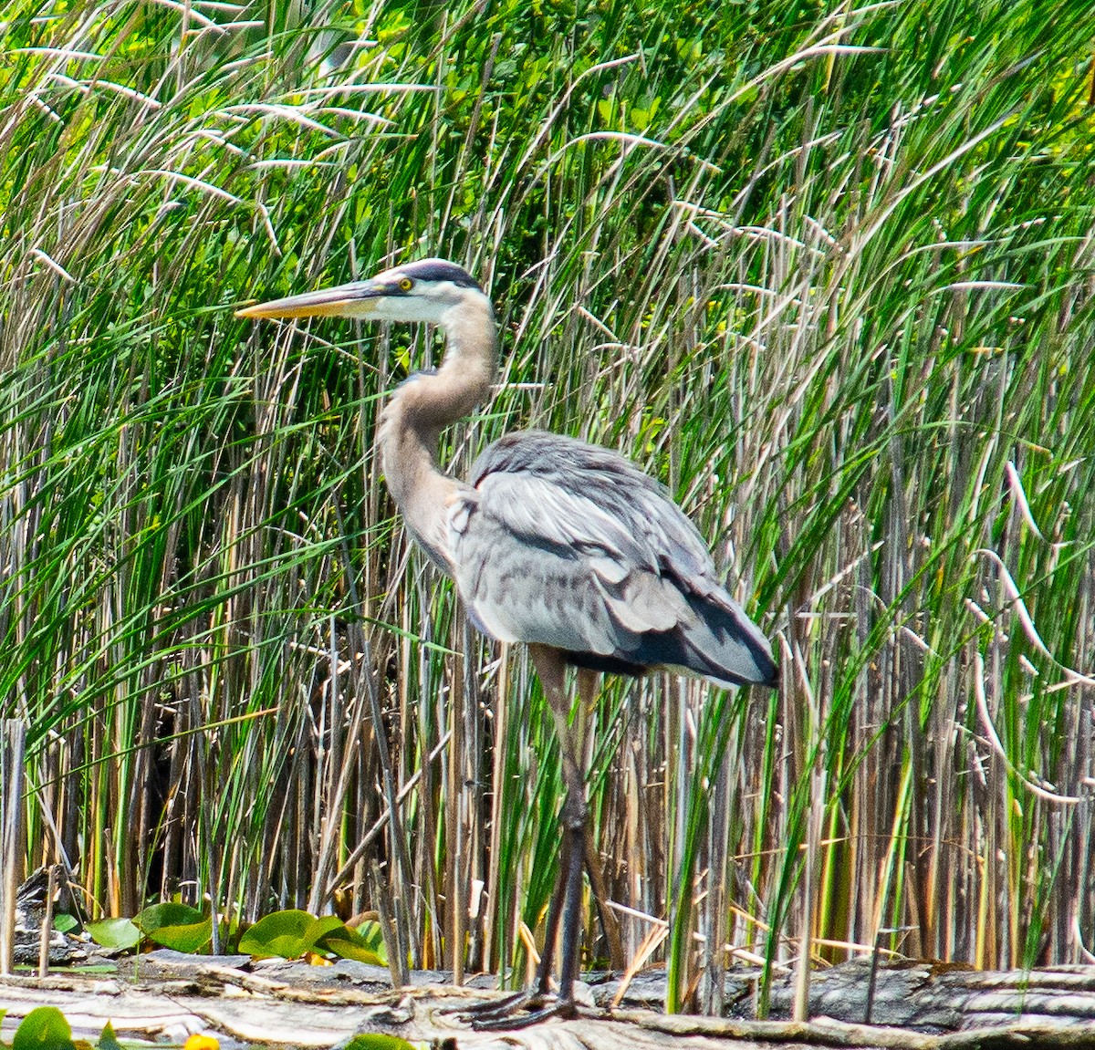 Great Blue Heron - ML637982741