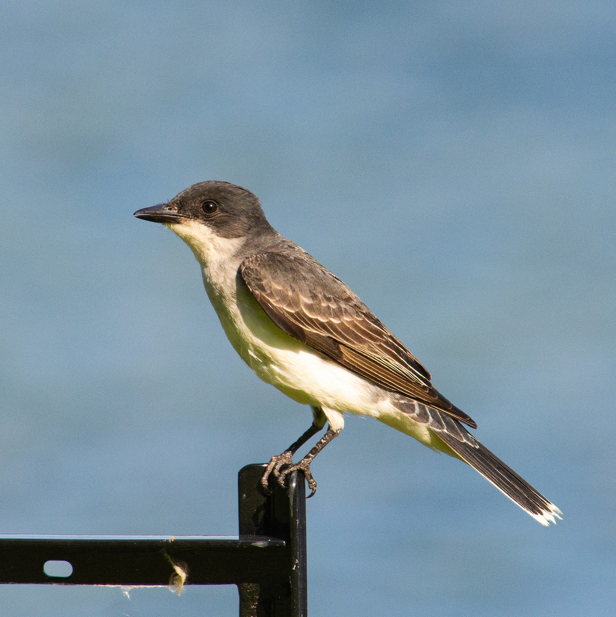 Eastern Kingbird - ML637982749