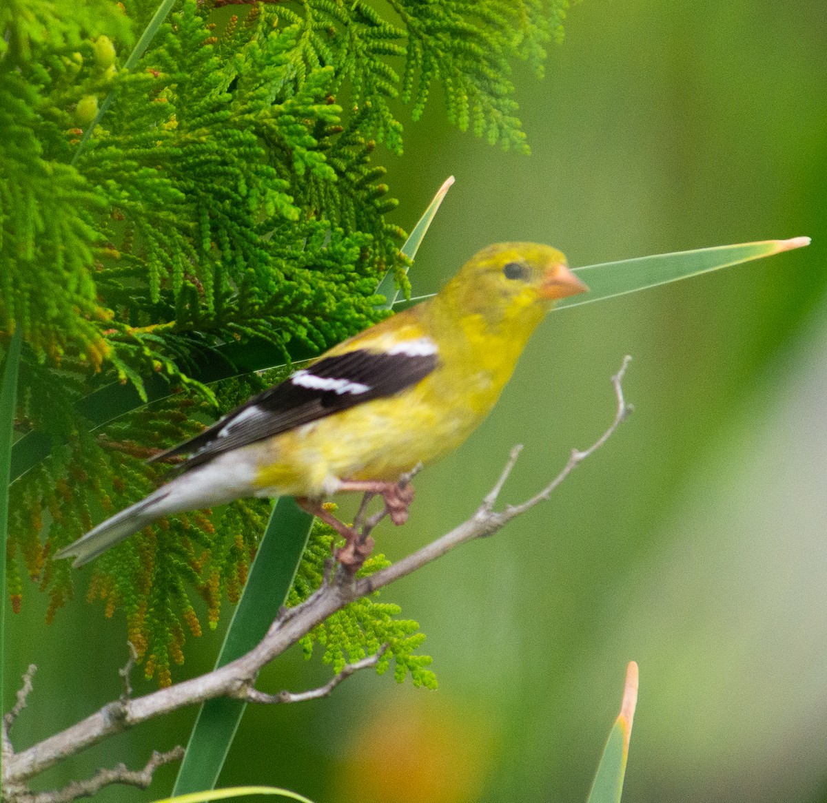 American Goldfinch - ML637982756