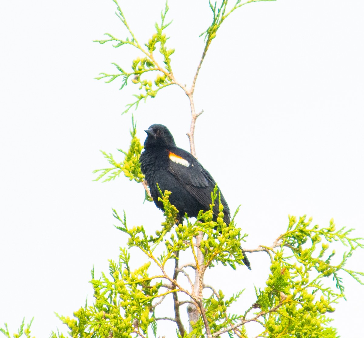 Red-winged Blackbird - ML637982761