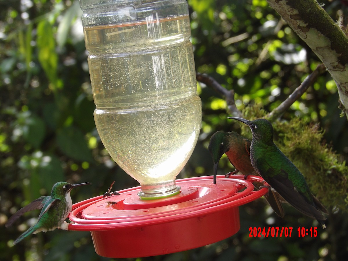 Fawn-breasted Brilliant - ML637982765