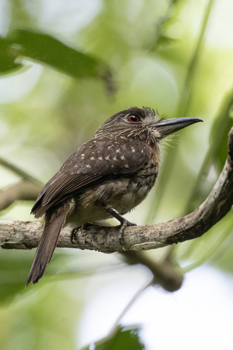 White-whiskered Puffbird - ML637982780