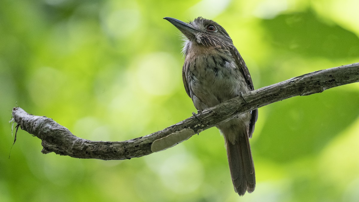 White-whiskered Puffbird - ML637982781