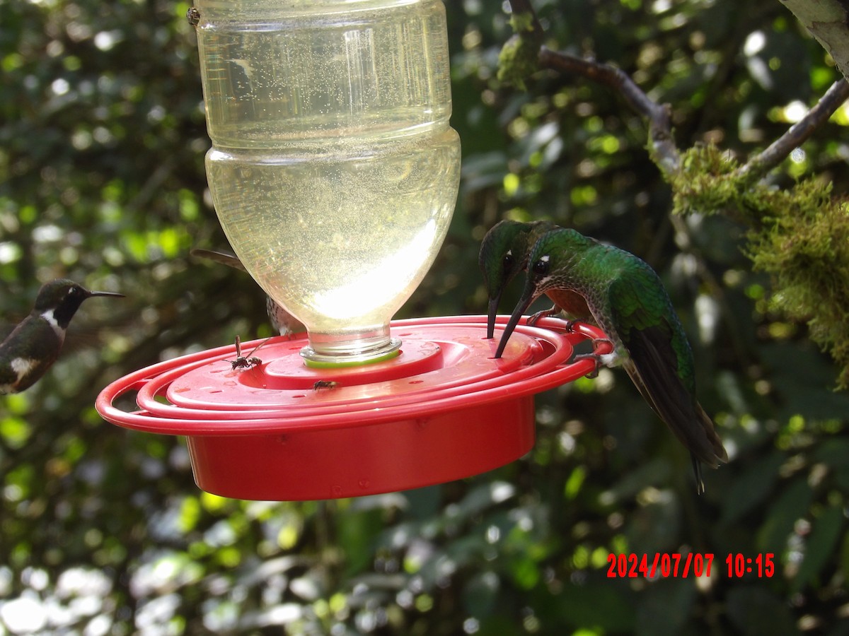 Green-crowned Brilliant - ML637982801