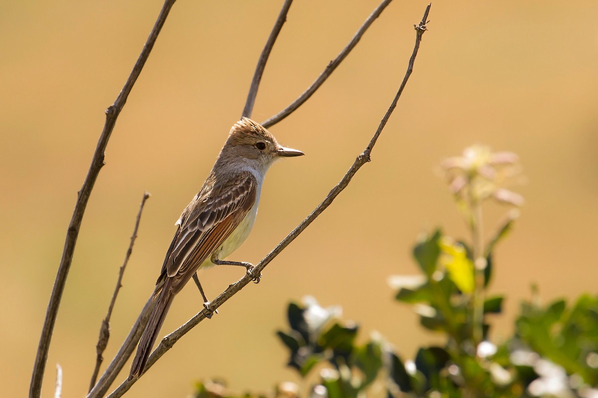 Ash-throated Flycatcher - ML63798281