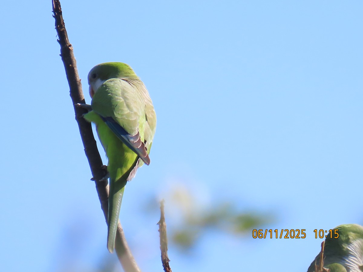 Monk Parakeet (Monk) - ML637982810