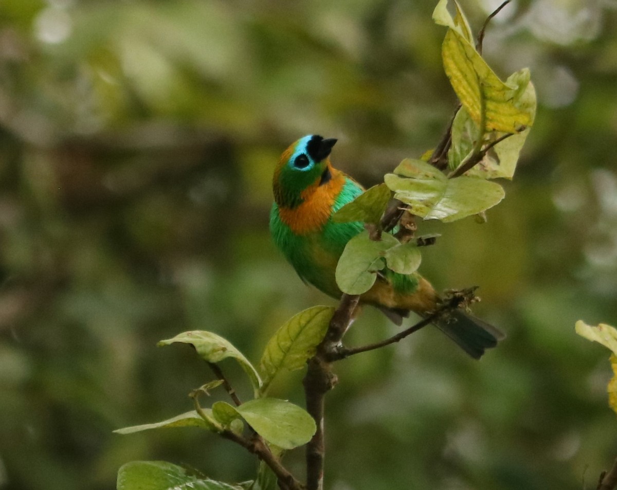 Brassy-breasted Tanager - ML637982828