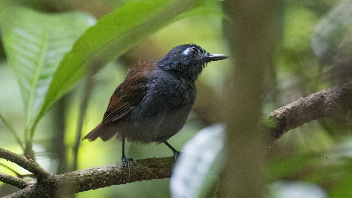 Chestnut-backed Antbird - ML637982866