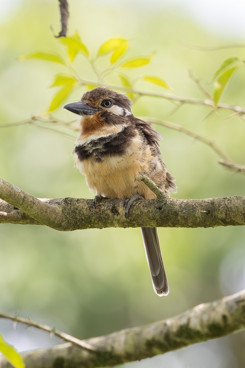 Russet-throated Puffbird - ML637982867