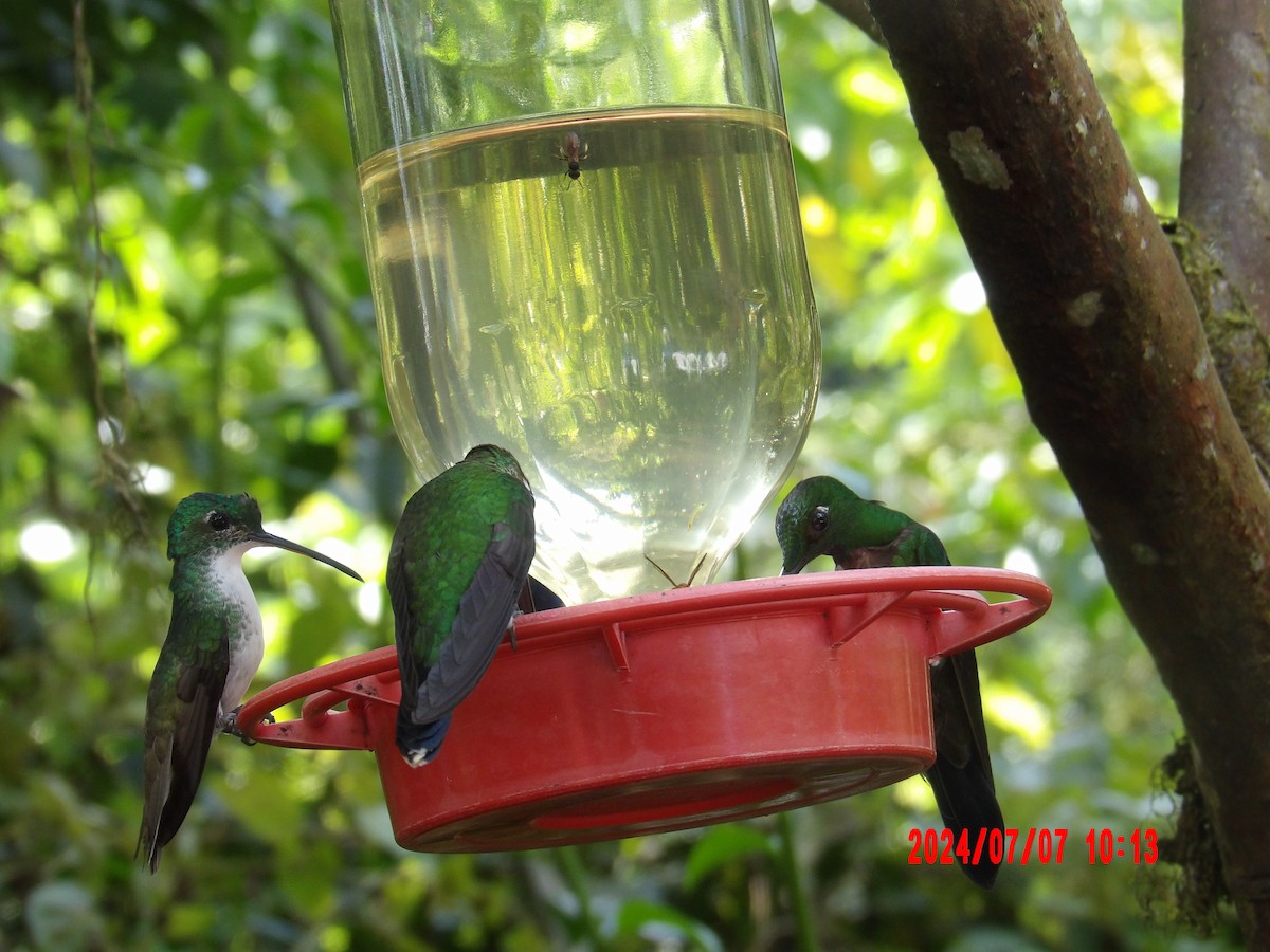 Green-crowned Brilliant - ML637982892
