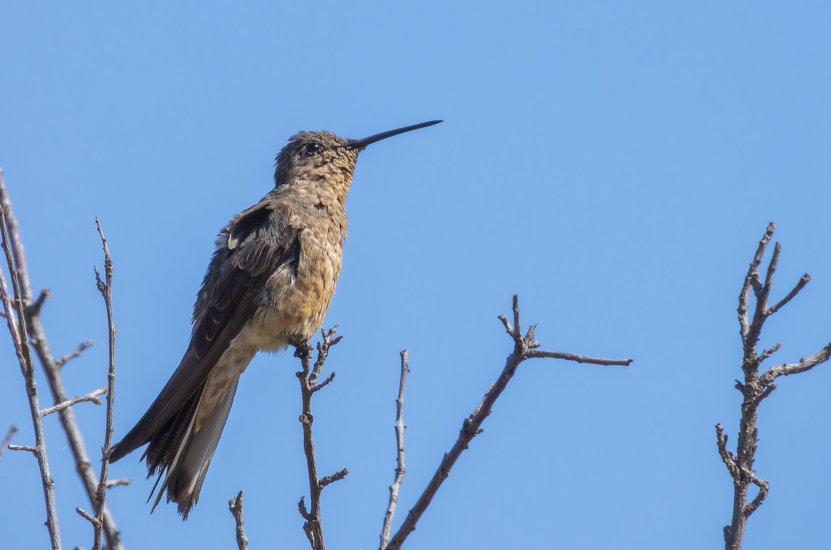 Giant Hummingbird - ML637982904